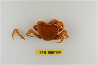 藏品(蔡氏澤蟹)的圖片